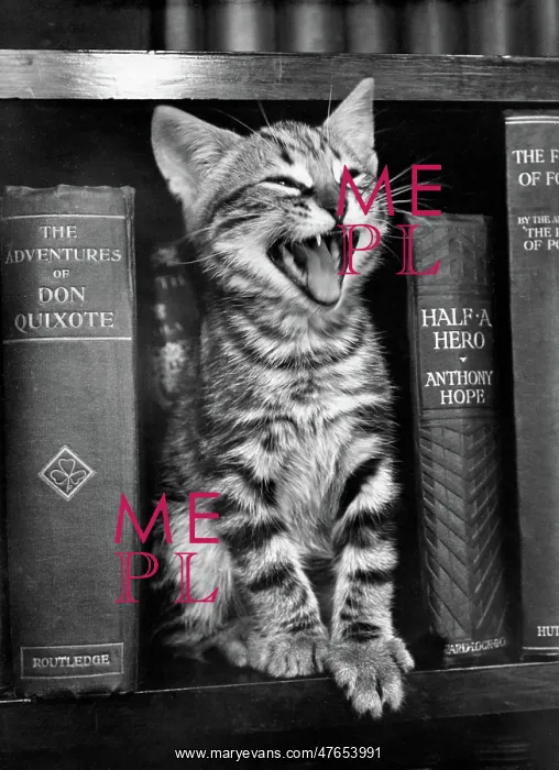 : Tabby kitten on a bookshelf : Tabby kitten on a bookshelf