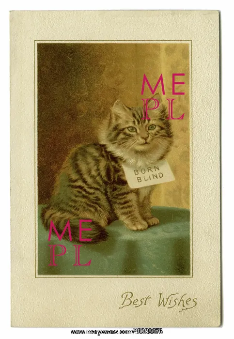 : Tabby kitten -- Born Blind : Tabby kitten -- Born Blind