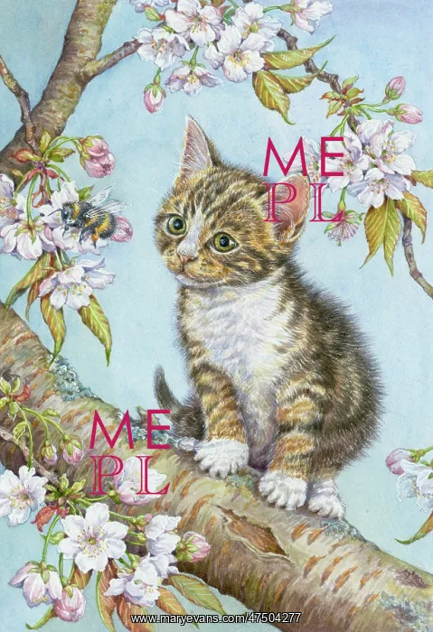 : Tabby Kitten, on a branch of tree with blossom : Tabby Kitten, on a branch of tree with blossom