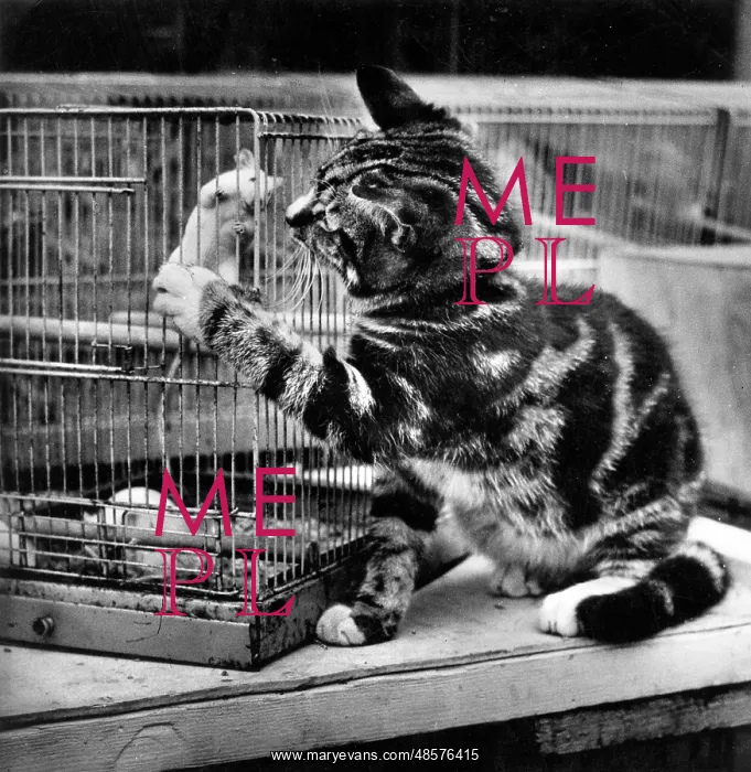 : Tabby kitten with caged mouse