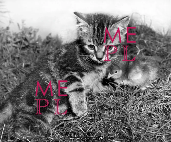  : Tabby kitten and chick