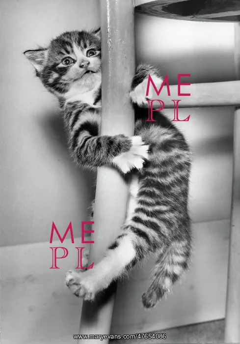 : Tabby kitten clinging to a chair : Tabby kitten clinging to a chair