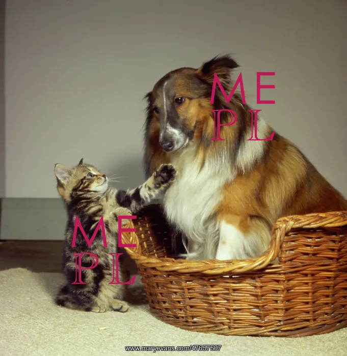 : Tabby kitten with a Collie dog : Tabby kitten with a Collie dog