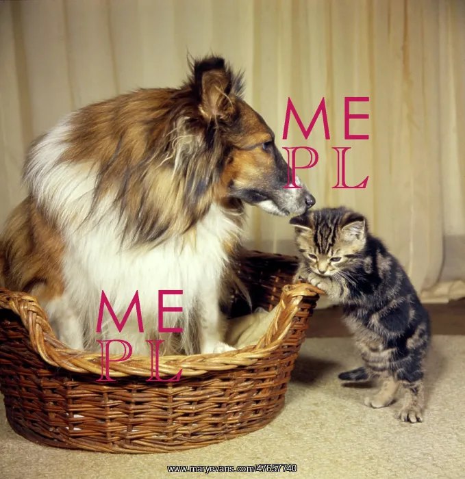 : Tabby kitten with a Collie dog : Tabby kitten with a Collie dog