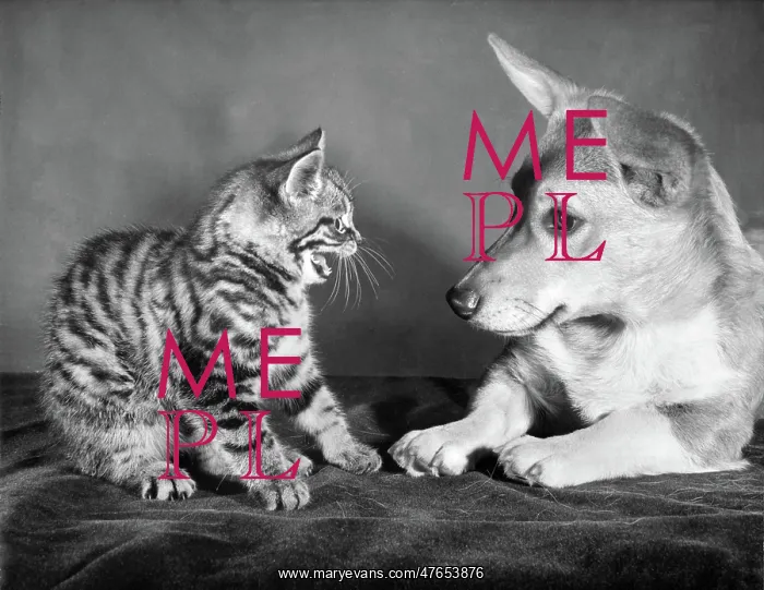 : Tabby kitten and a Corgi dog : Tabby kitten and a Corgi dog