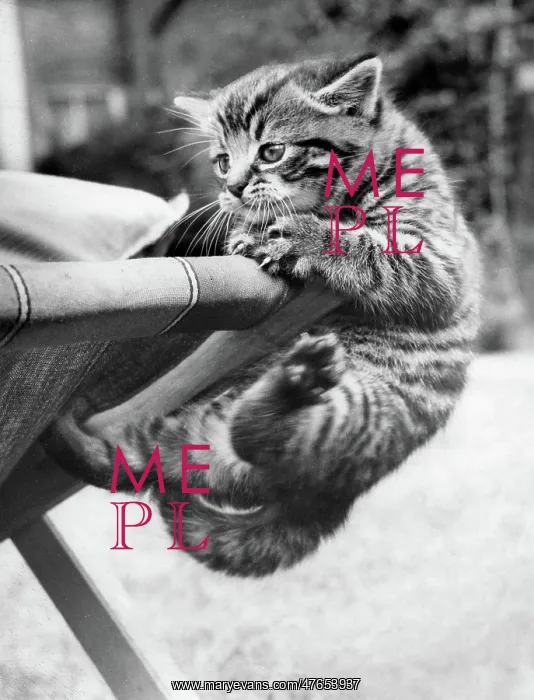 : Tabby kitten and deckchair : Tabby kitten and deckchair