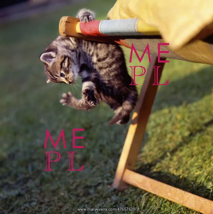 : Tabby kitten and deckchair : Tabby kitten and deckchair