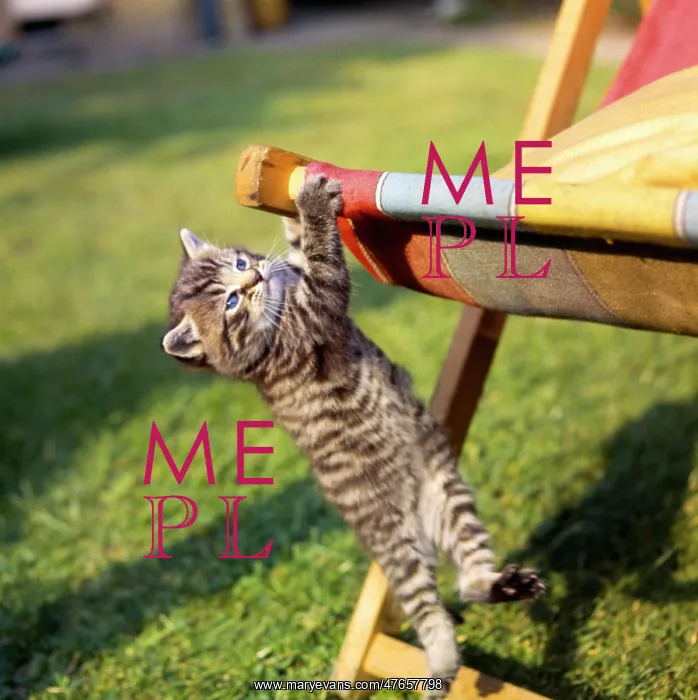 : Tabby kitten and deckchair : Tabby kitten and deckchair