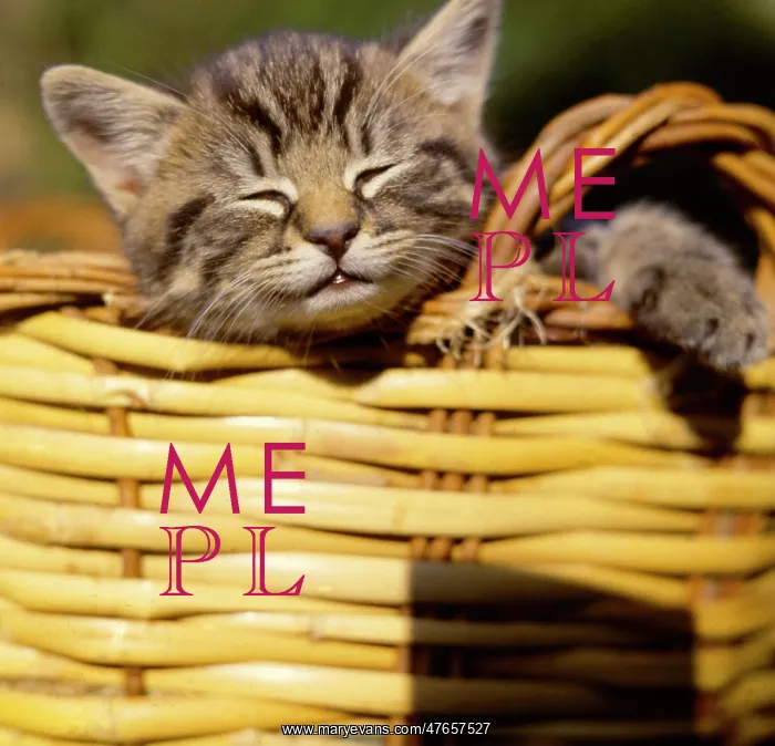: Tabby kitten dozing in a basket : Tabby kitten dozing in a basket