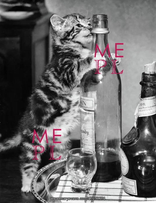 : Tabby kitten with drinks tray : Tabby kitten with drinks tray