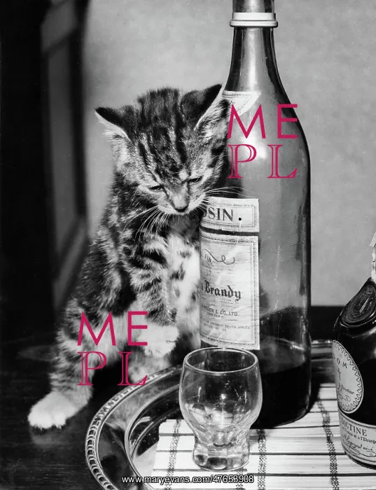 : Tabby kitten with drinks tray : Tabby kitten with drinks tray
