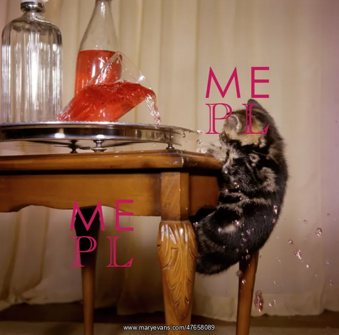 : Tabby kitten with drinks tray : Tabby kitten with drinks tray