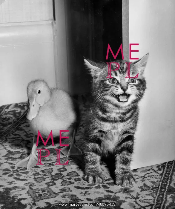 : Tabby kitten and duckling : Tabby kitten and duckling