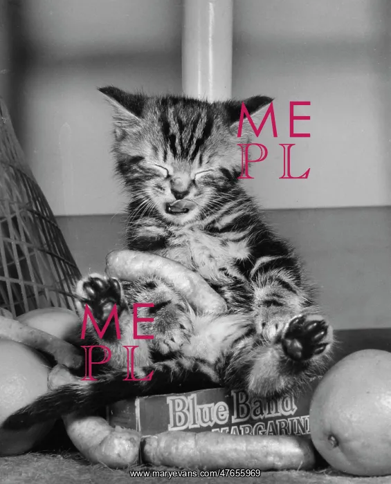 : Tabby kitten with food from a shopping bag : Tabby kitten with food from a shopping bag