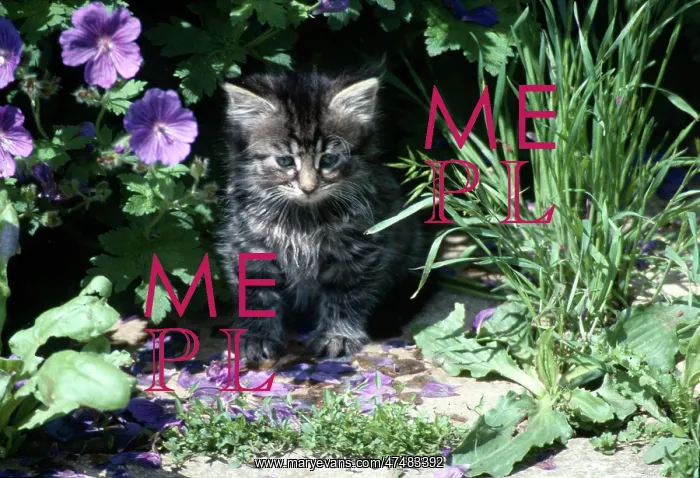  : Tabby Kitten and Geranium Endressii