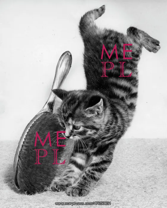 : Tabby kitten with hairbrush : Tabby kitten with hairbrush