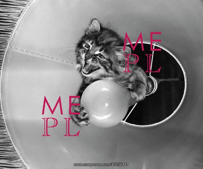: Tabby kitten with light bulb : Tabby kitten with light bulb