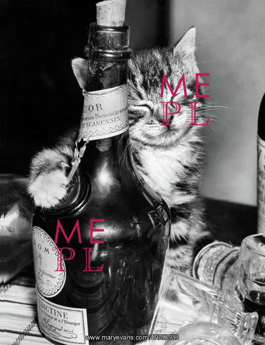 : Tabby kitten with liqueur bottle : Tabby kitten with liqueur bottle