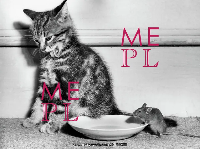 : Tabby kitten, mouse and saucer : Tabby kitten, mouse and saucer