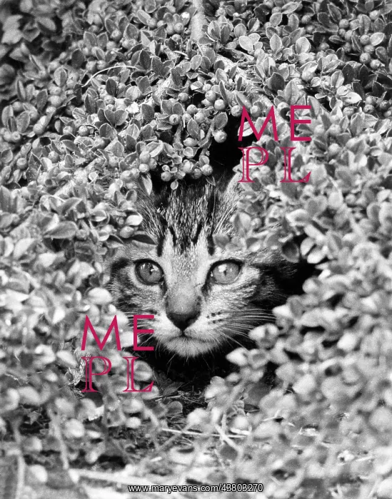  : Tabby kitten peeping through foliage