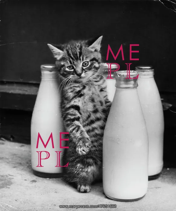 : Tabby kitten with four pints of milk : Tabby kitten with four pints of milk