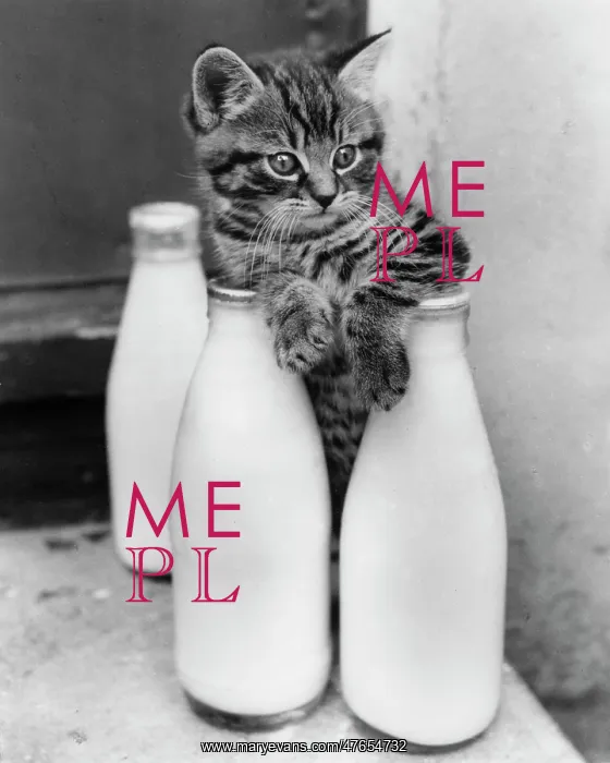 : Tabby kitten with three pints of milk : Tabby kitten with three pints of milk