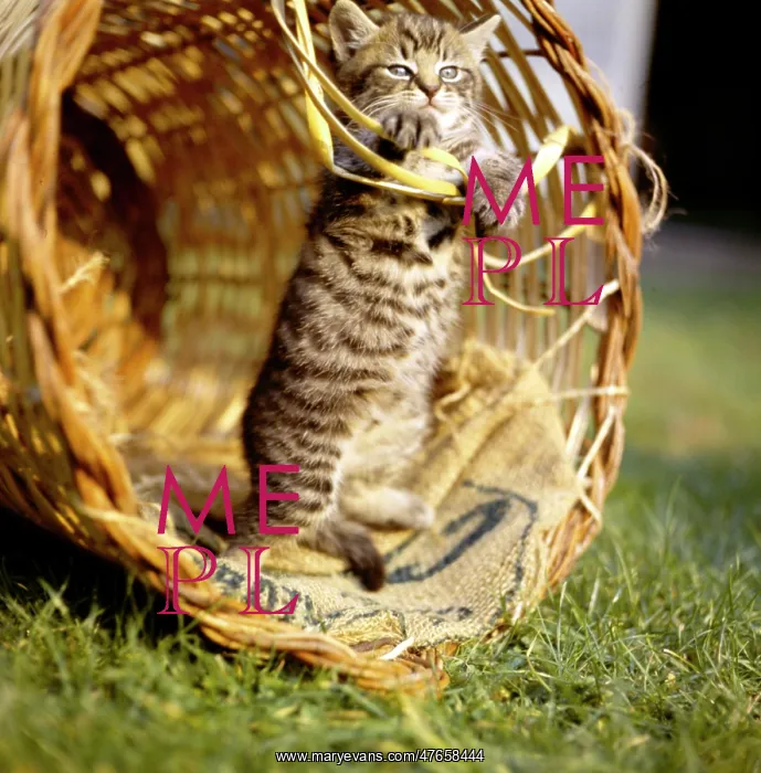 : Tabby kitten playing inside a basket : Tabby kitten playing inside a basket