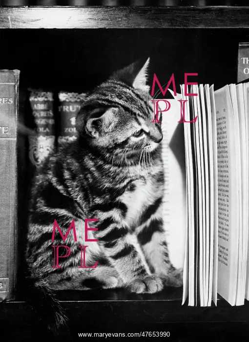 : Tabby kitten reading a book : Tabby kitten reading a book