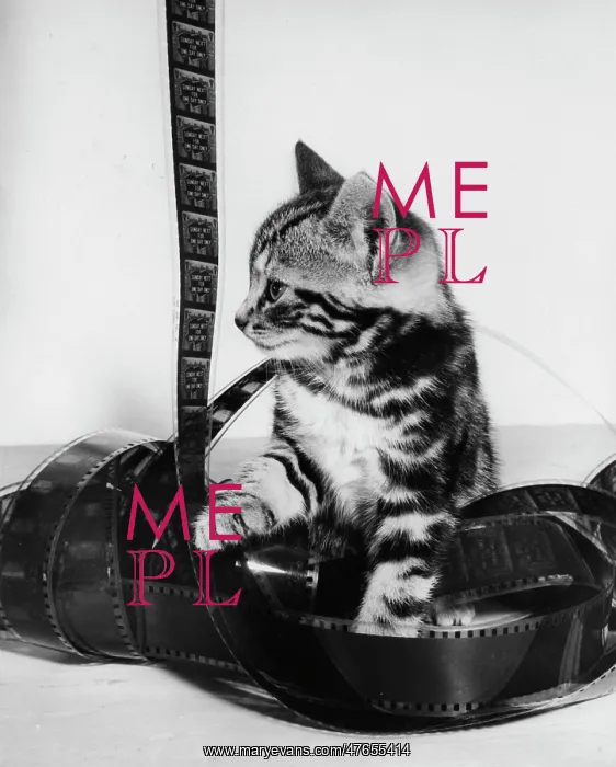 : Tabby kitten with roll of celluloid film : Tabby kitten with roll of celluloid film
