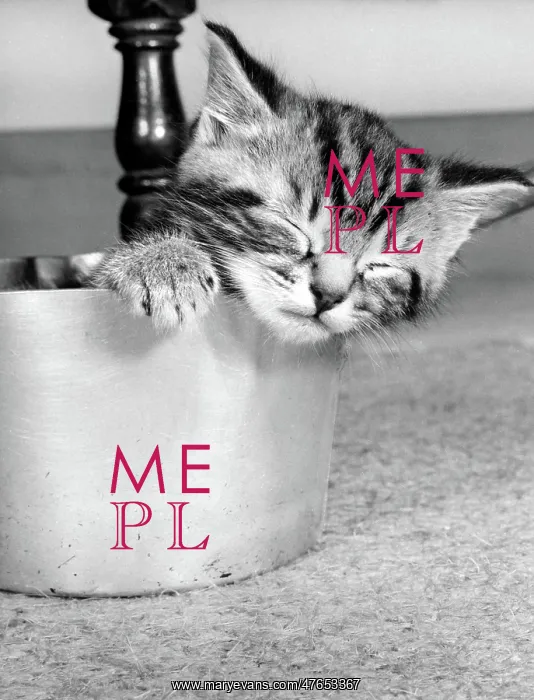 : Tabby kitten in a saucepan : Tabby kitten in a saucepan