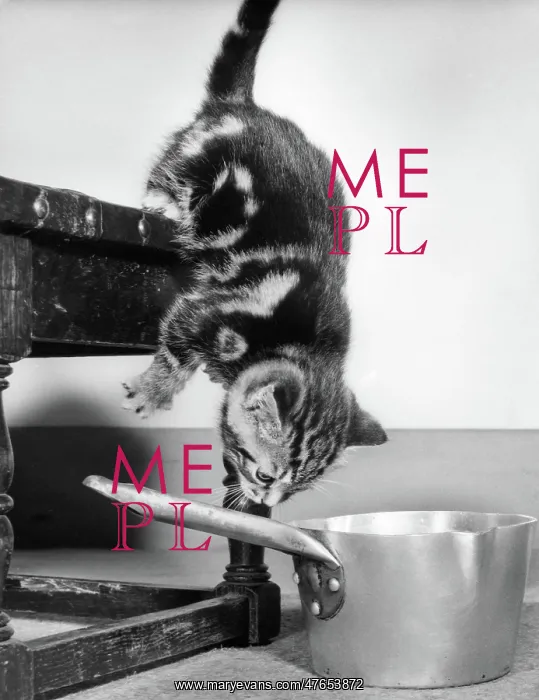 : Tabby kitten and saucepan : Tabby kitten and saucepan