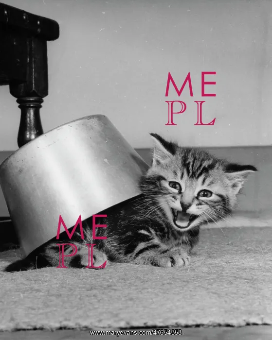 : Tabby kitten under a saucepan : Tabby kitten under a saucepan