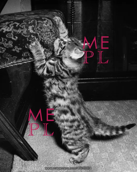 : Tabby kitten sharpening its claws on a chair : Tabby kitten sharpening its claws on a chair