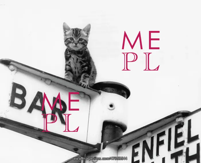 : Tabby kitten on top of a signpost : Tabby kitten on top of a signpost