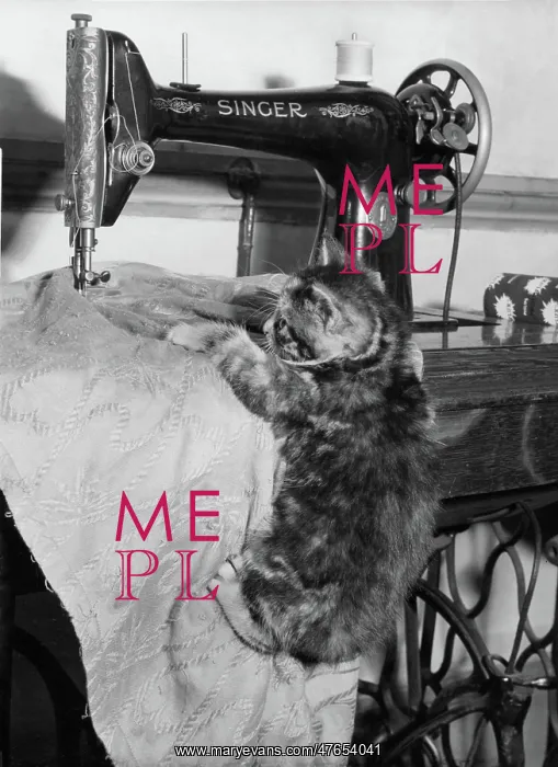 : Tabby kitten with Singer sewing machine : Tabby kitten with Singer sewing machine