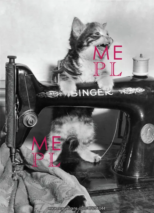 : Tabby kitten with Singer sewing machine : Tabby kitten with Singer sewing machine