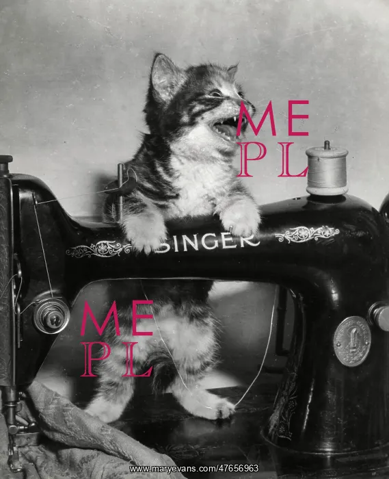 : Tabby kitten with Singer sewing machine : Tabby kitten with Singer sewing machine