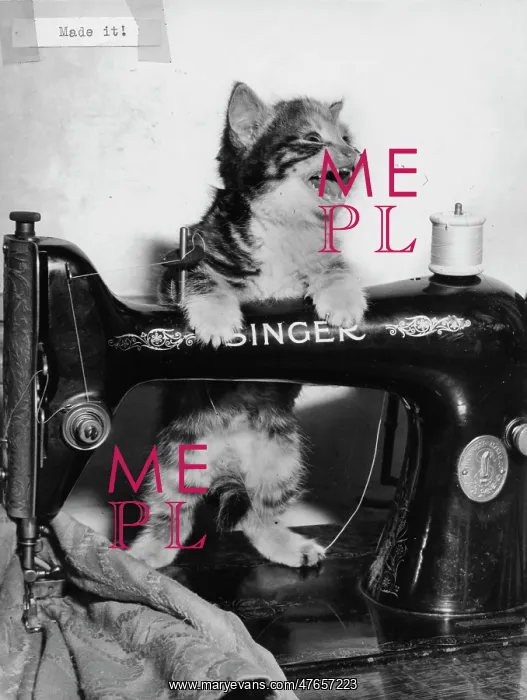 : Tabby kitten with Singer sewing machine : Tabby kitten with Singer sewing machine
