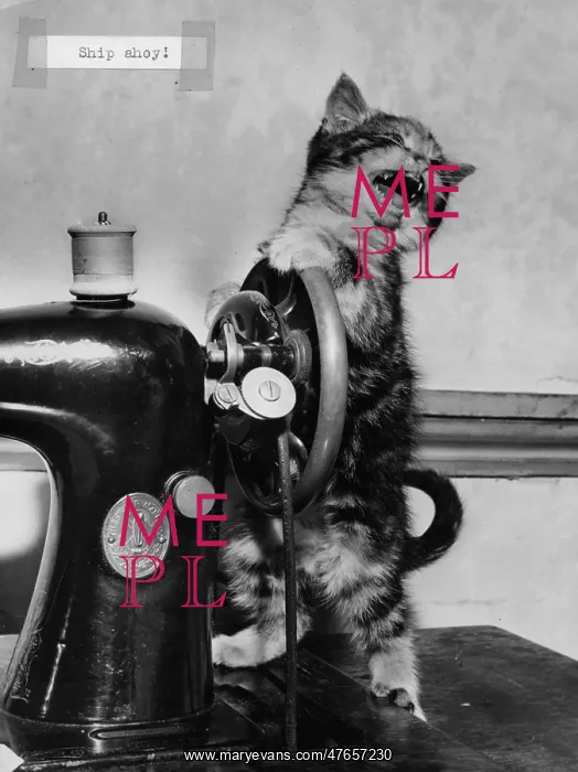 : Tabby kitten with Singer sewing machine : Tabby kitten with Singer sewing machine