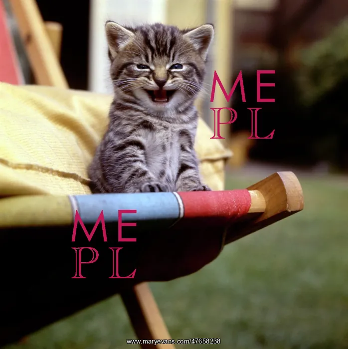 : Tabby kitten sitting on a deckchair : Tabby kitten sitting on a deckchair