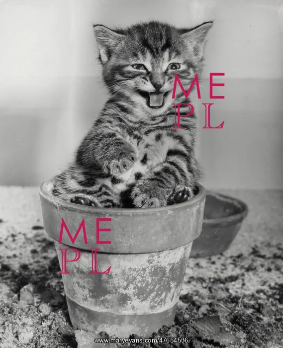 : Tabby kitten sitting in a plantpot : Tabby kitten sitting in a plantpot
