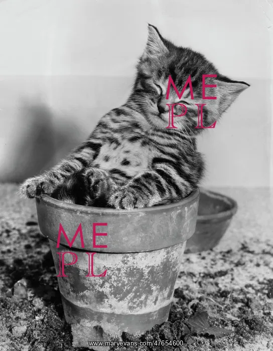 : Tabby kitten sitting in a plantpot : Tabby kitten sitting in a plantpot