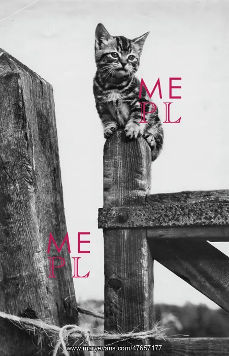 : Tabby kitten sitting on a wooden gatepost : Tabby kitten sitting on a wooden gatepost