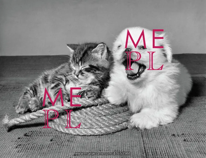 : Tabby kitten, small white puppy and coil of rope : Tabby kitten, small white puppy and coil of rope