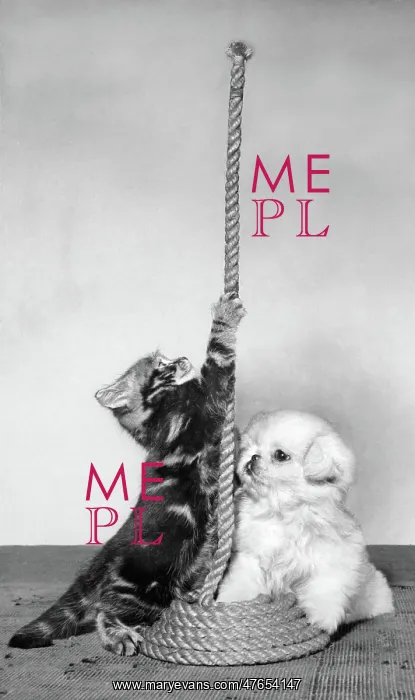 : Tabby kitten, small white puppy and coil of rope : Tabby kitten, small white puppy and coil of rope