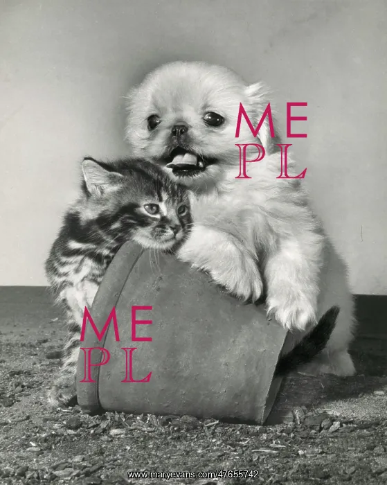 : Tabby kitten, small white puppy and a plantpot : Tabby kitten, small white puppy and a plantpot