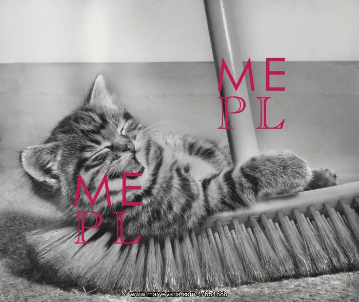 : Tabby kitten and sweeping brush : Tabby kitten and sweeping brush