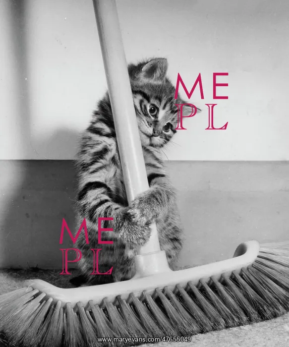 : Tabby kitten and sweeping brush : Tabby kitten and sweeping brush