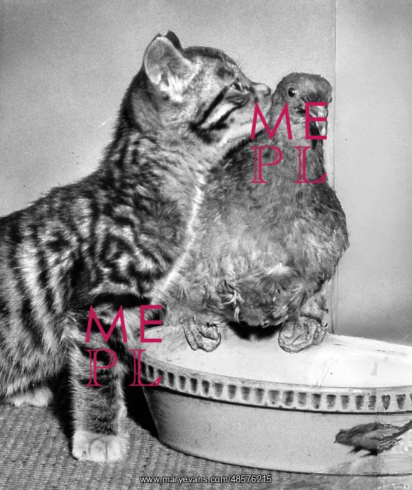 : Tabby kitten and wood pigeon : Tabby kitten and wood pigeon