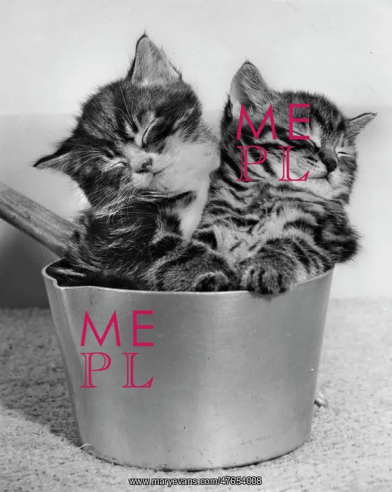 : Two tabby kittens asleep in a saucepan : Two tabby kittens asleep in a saucepan